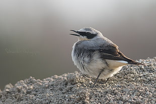 shallow photograph of gray black and white bird, wheatear