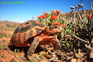 brown and gray tortoise on side of green leaf plant, chersina HD wallpaper