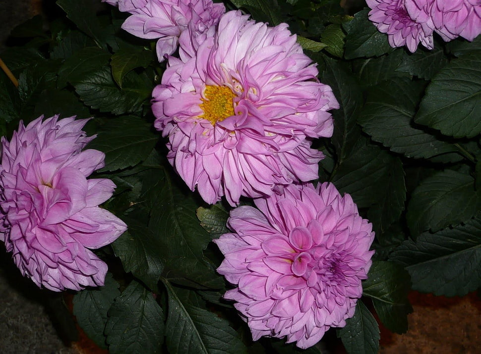 selective photograph pink petal flowers HD wallpaper