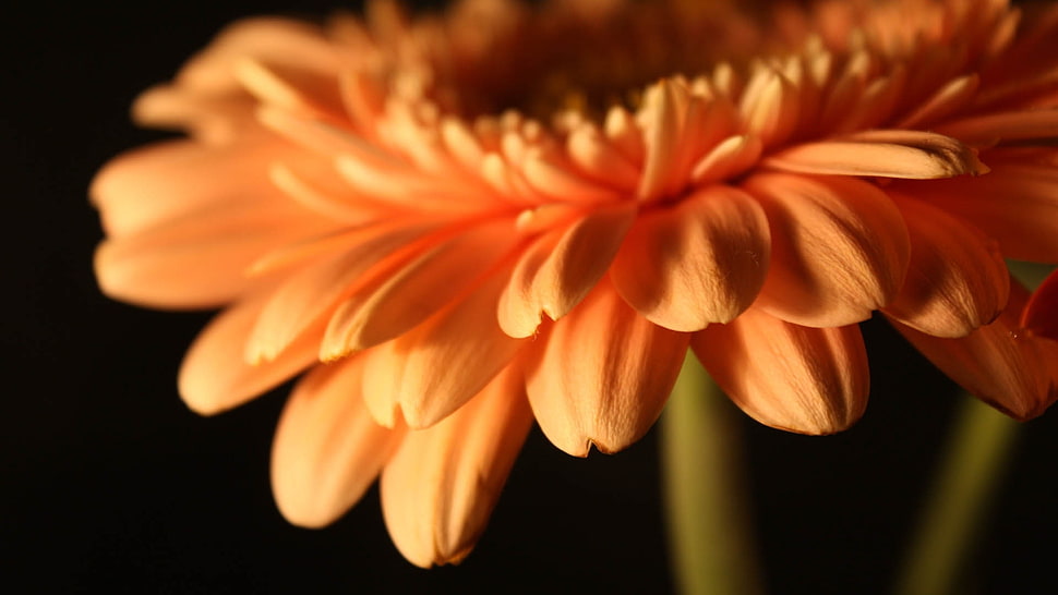 close-up photography of orange gerbera daisy HD wallpaper