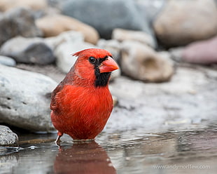 close up photo of Northern Cardinal