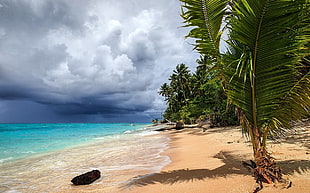 seashore, storm, tropical, beach, sea HD wallpaper