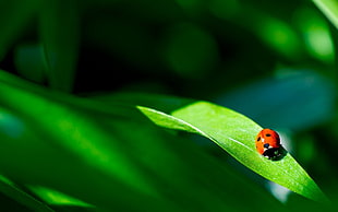 selective photography of red ladybug on green leaf plant
