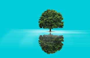 green tree on blue body of water