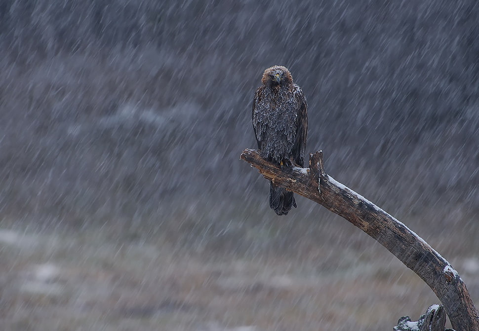 gray and black eagle, nature, eagle, birds, snow HD wallpaper