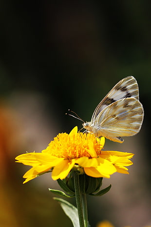 close up photo of brown butterfly on yellow petaled flower