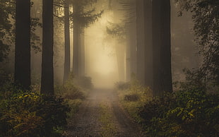 road between forest during foggy time