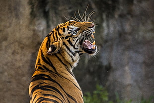 orange tiger, Tiger, Roaring, HD