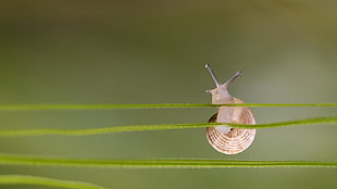 brwon snail, nature, depth of field, macro, closeup HD wallpaper