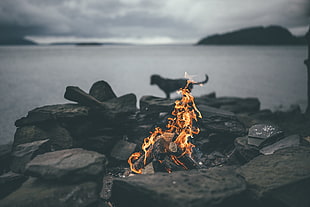 firewood, nature, fire, bonfires, dog
