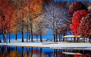 assorted-color leafed trees, nature, landscape, fall, snow HD wallpaper