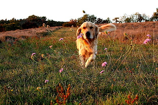 long coat brown dog on running grass