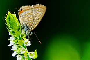gray Hairstreak butterfly perched on green leaf in closeup photography, long-tailed blue, flower