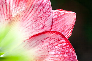 closeup photo of red and white Lily flower