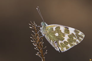 white and green butterfly perched closeup photography