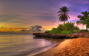 photo of seashore and coconut tree during golden hour