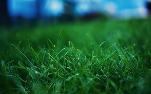 green grass, grass, depth of field, plants