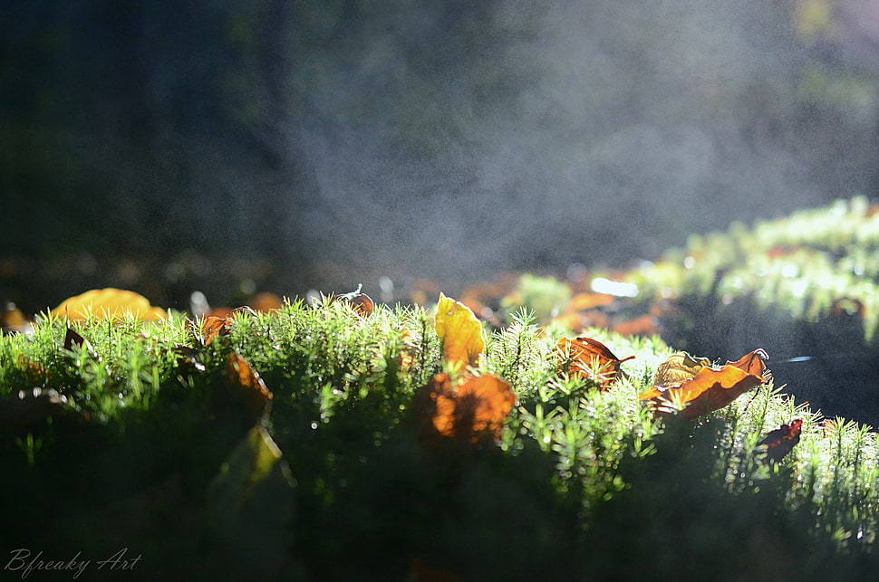 moss on tree branch, grass, moss, mist HD wallpaper