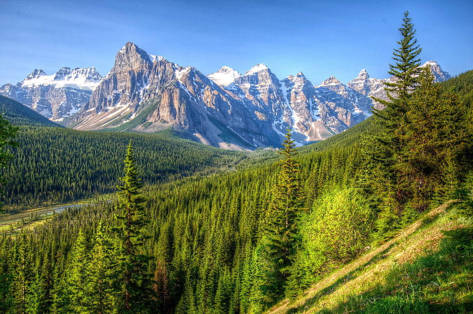 snow-capped mountain near pine trees at daytime HD wallpaper