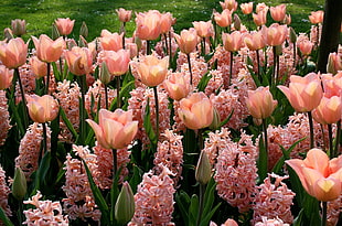 photography of pink tulip field