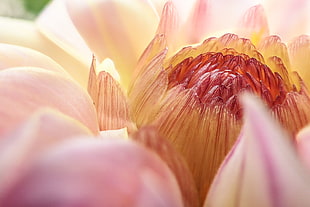 selective focus photography of pink Dahlia