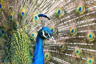 close-up photography of blue and green peacock