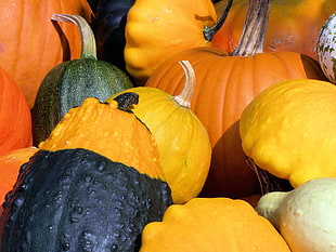 assorted-color pumpkins HD wallpaper