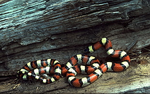 red, black, and grey striped snake