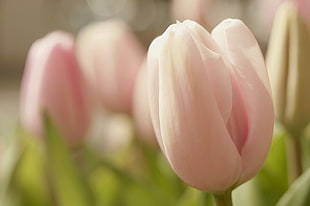 closeup photography of white Tulip flower