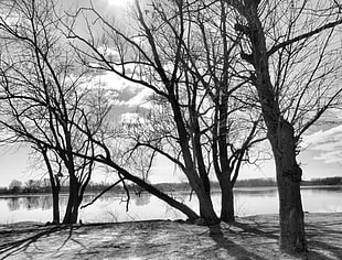 grayscale photography trees HD wallpaper