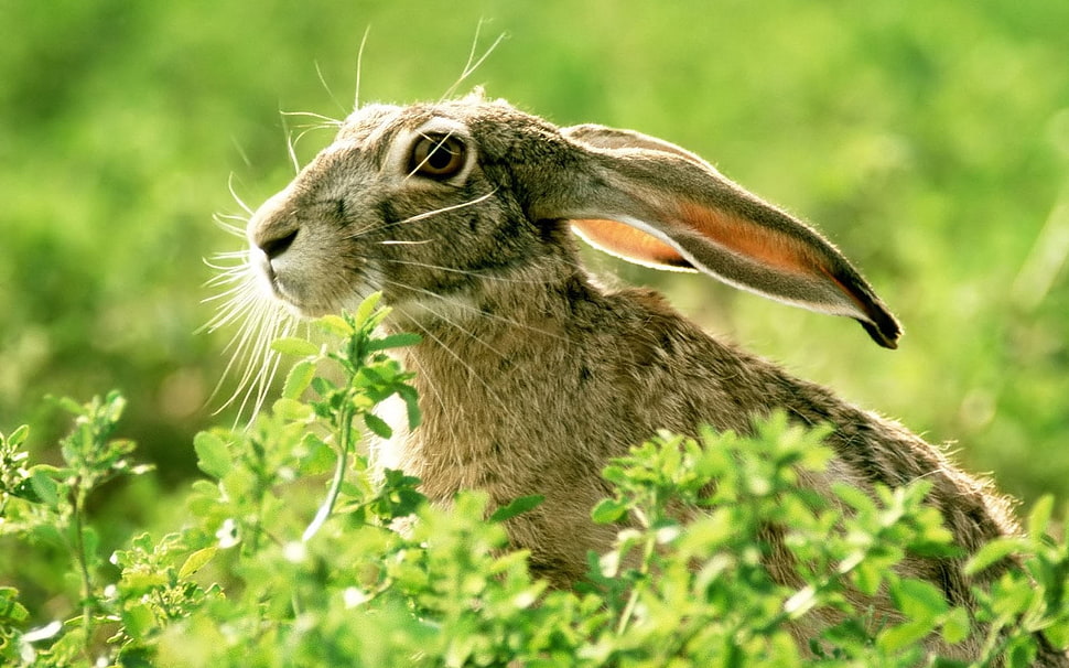 selective focus photography of aniaml HD wallpaper