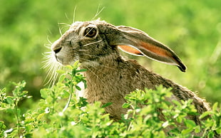 selective focus photography of aniaml HD wallpaper