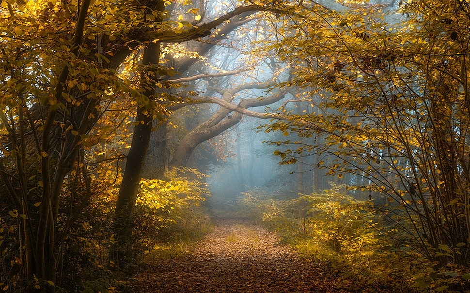 field of trees, nature, landscape, fall, forest HD wallpaper