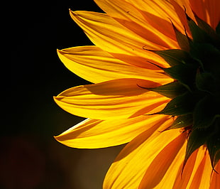 yellow Sunflower flower close-up photo