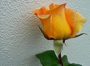 yellow rose beside white slab