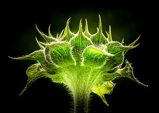 close up photo of green leaf plant, sunflower
