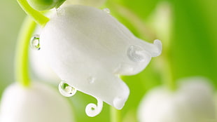 macro shot photography of white petaled flower with water droplets