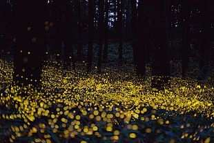 bokeh photography, forest, night, lights