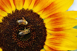 two yellow bees on sunflower macro photography