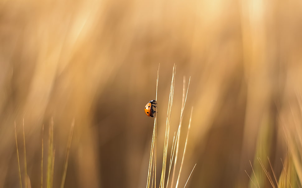 selective focus photography of ladybug on grass HD wallpaper