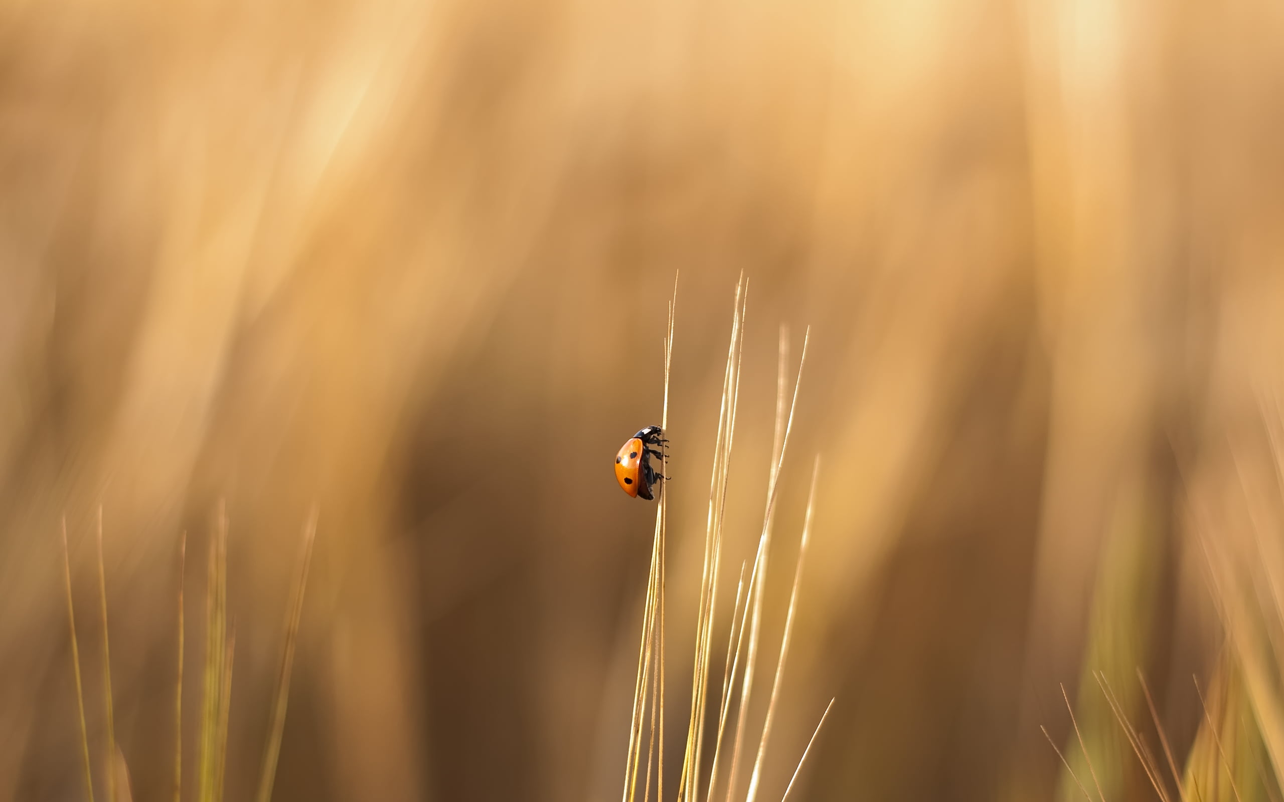 selective focus photography of ladybug on grass