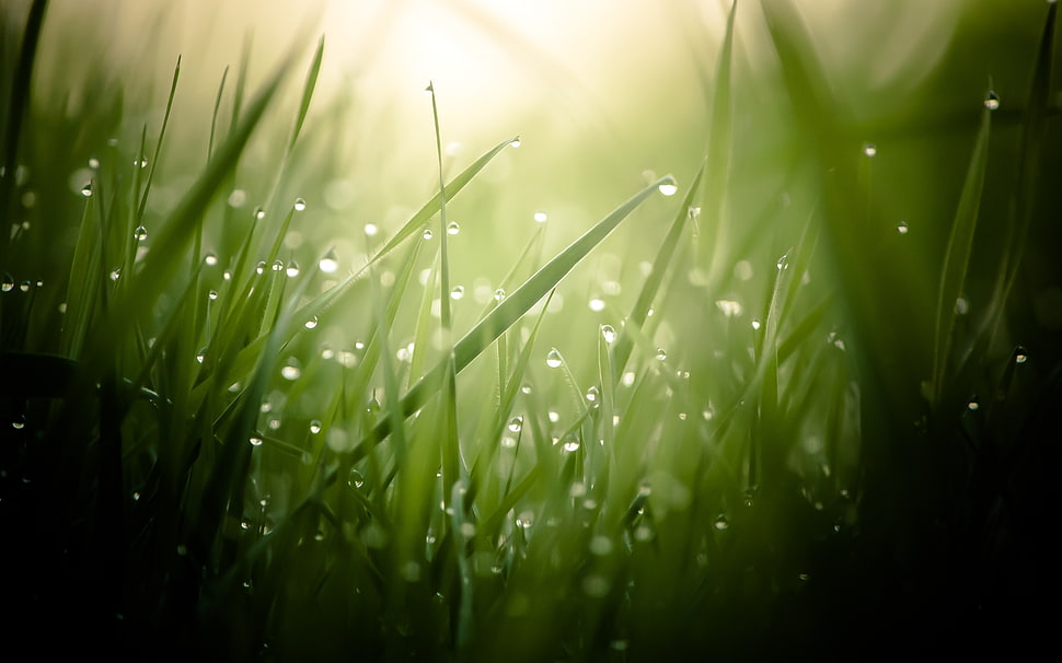 green grass with dew drops in closeup photo HD wallpaper