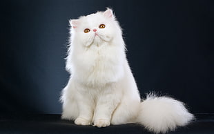 photo of white maincoon cat