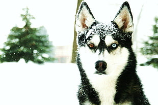 adult black and white odd-eye Siberian husky, Siberian Husky , heterochromia, animals, dog HD wallpaper