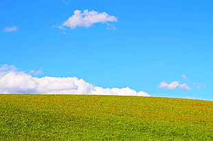 grass field during daytime HD wallpaper