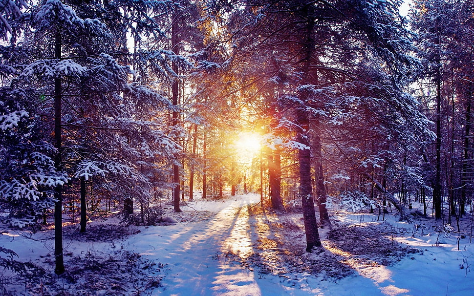 pine trees during sunset HD wallpaper