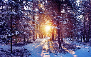 pine trees during sunset