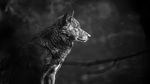 gray scale photography of wolf