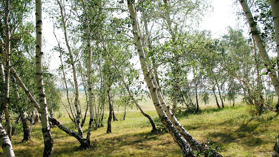 green tree lot, landscape, trees HD wallpaper