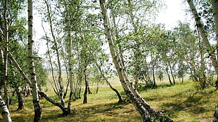 green tree lot, landscape, trees